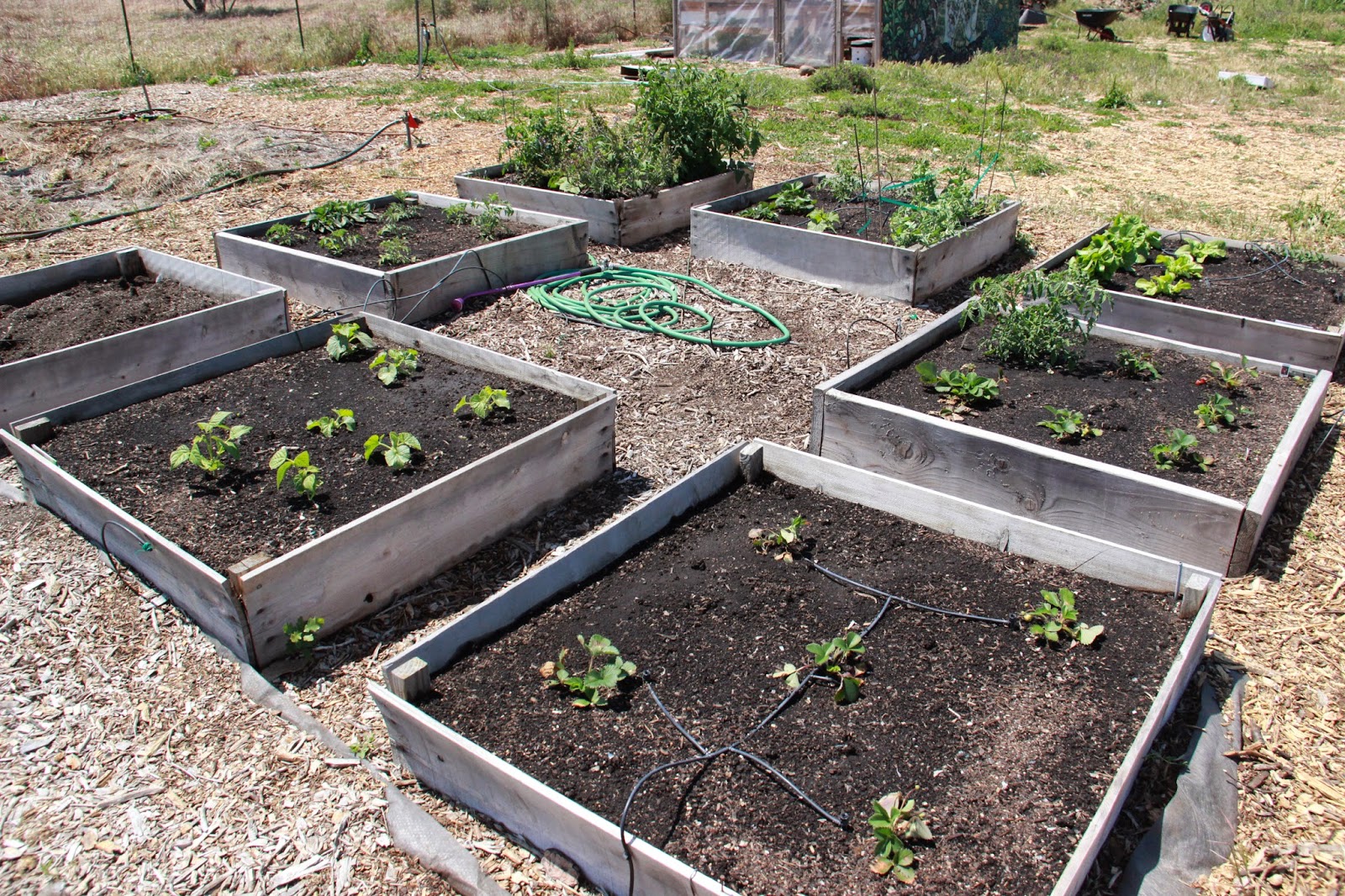 Parking Strip Vegetable Gardens