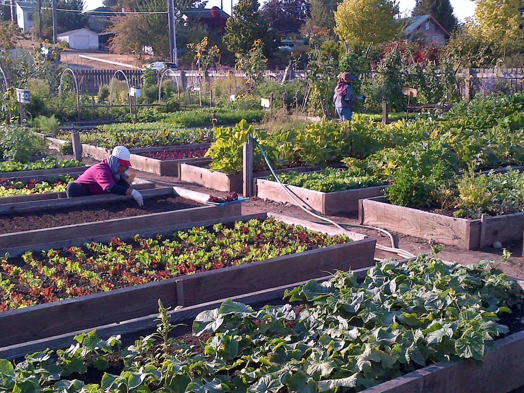 Dovers First Robotic Community Garden Diversity