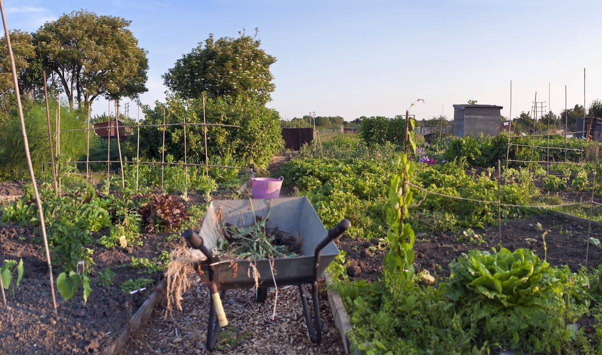 Top Community Garden Ideas