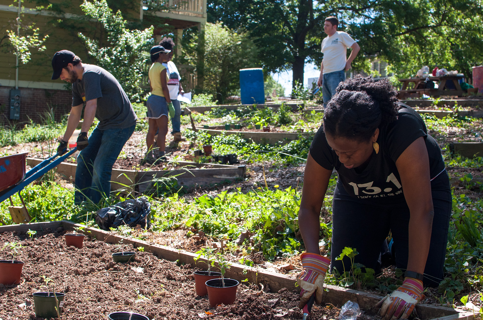 A Community Garden Urban Harvest