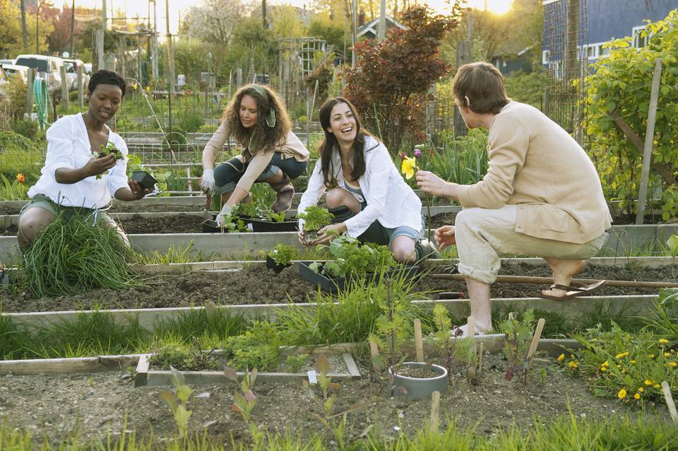 A Community Garden Floraexplorer