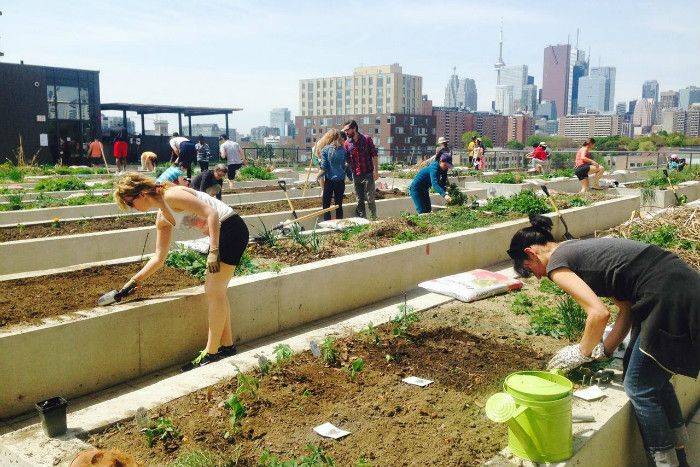 Beginners Allotment Garden Ideas
