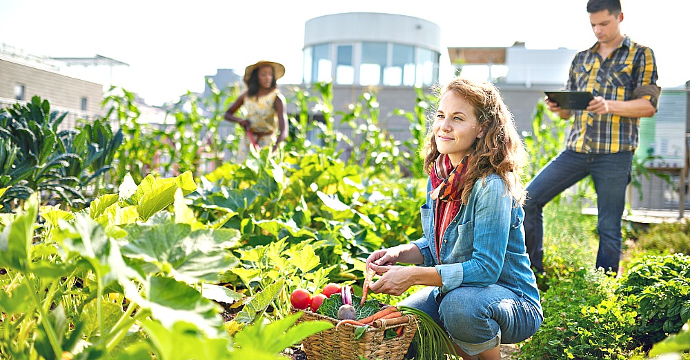 Do Community Garden Green Roofs Work