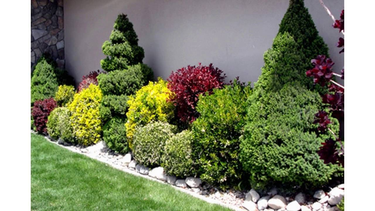 Small Evergreen Perennials Uk Garden Design Ideas