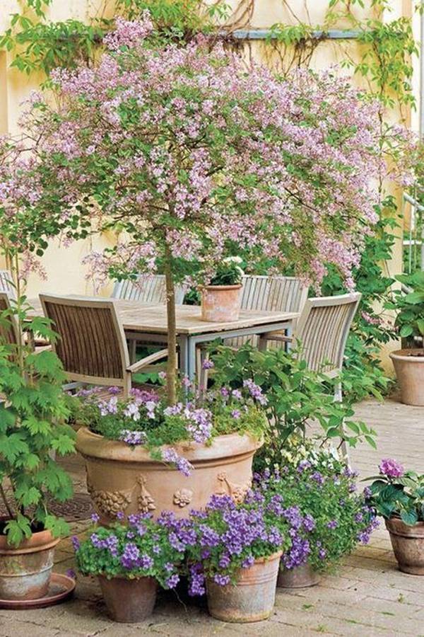 Modern Cottage Garden Ideas