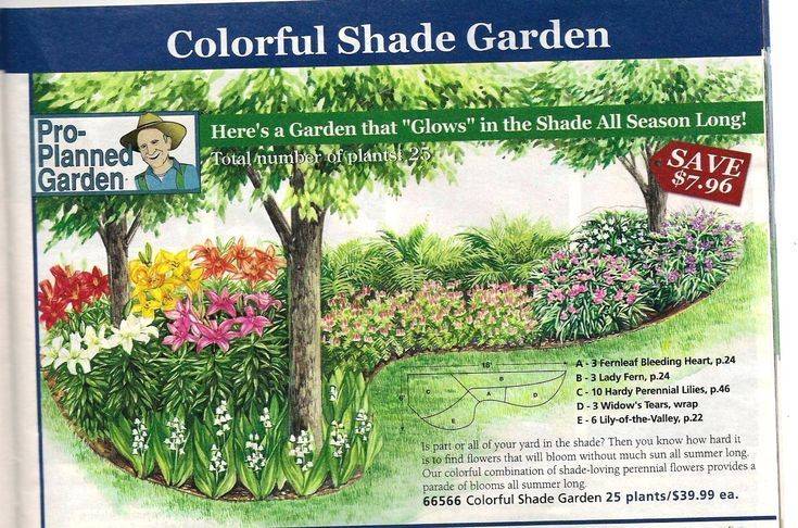 Shade Garden