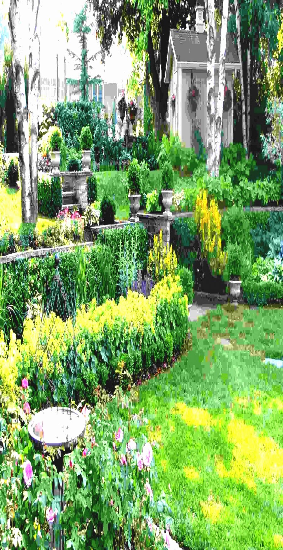 Shady Plants