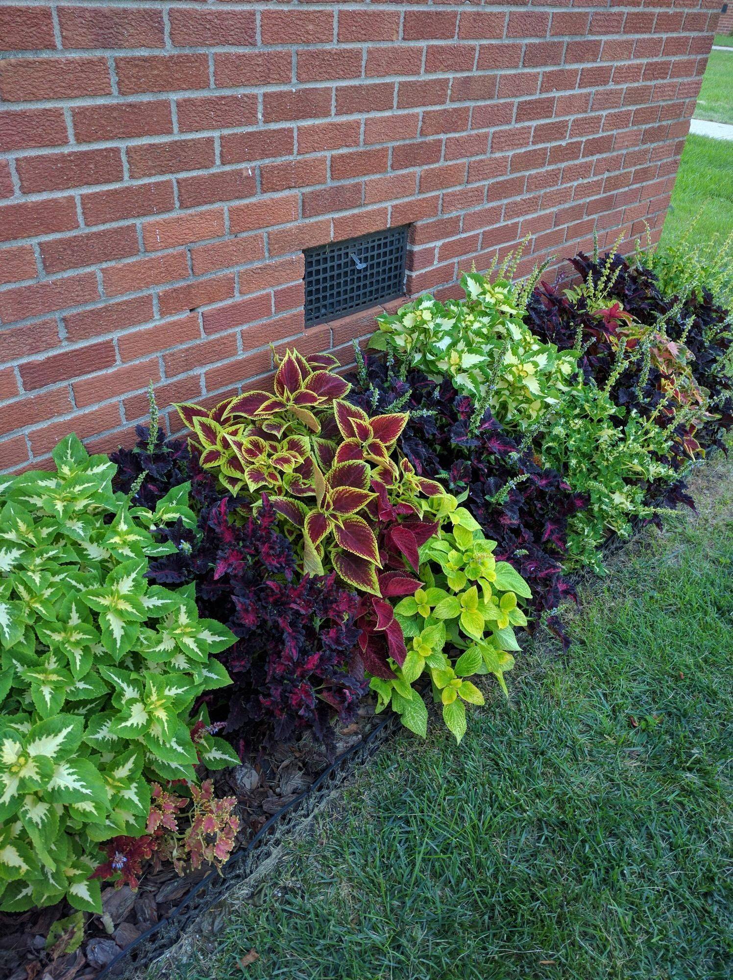 Coleus Garden