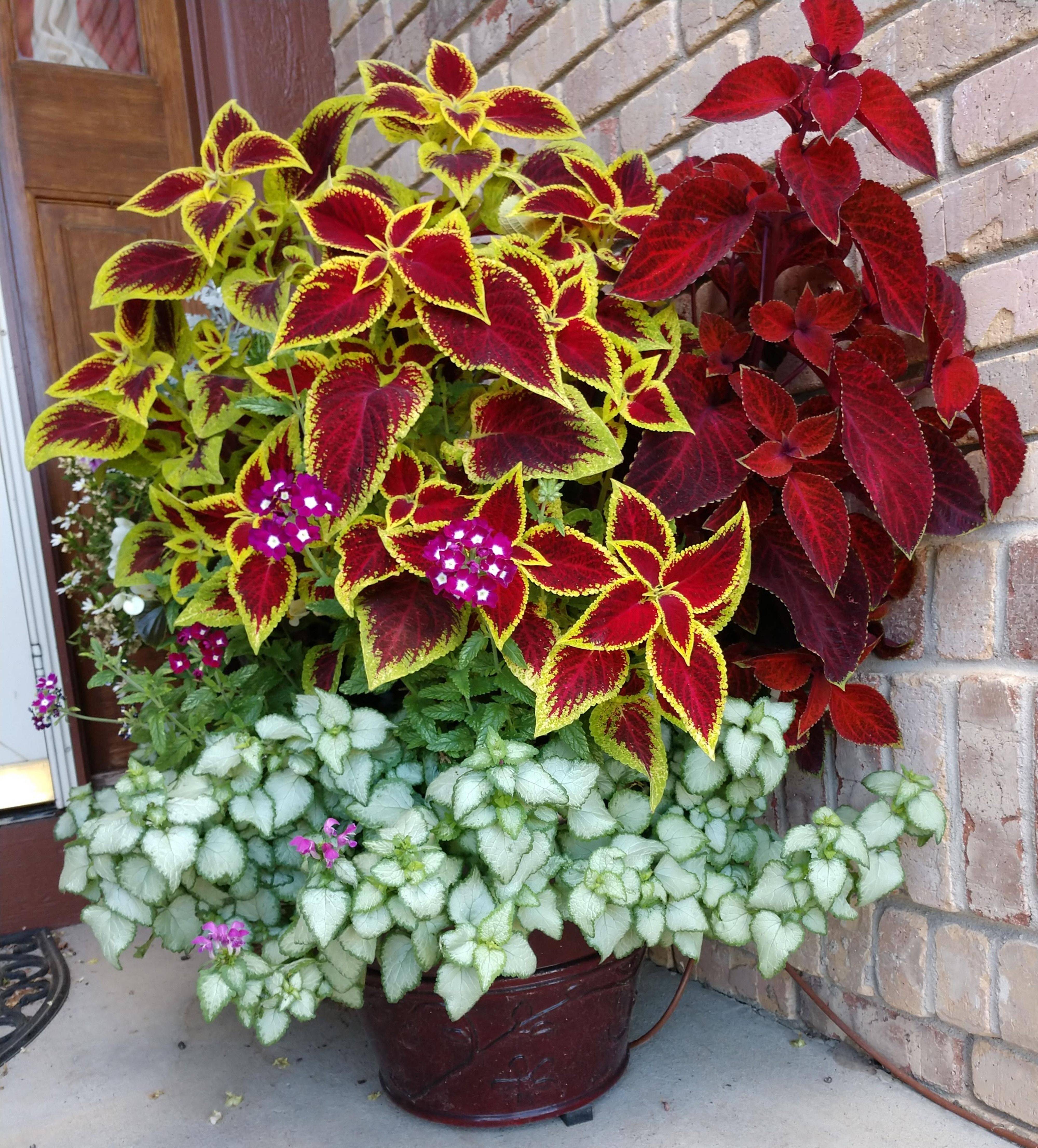 24 Coleus Garden Ideas You Should Look SharonSable