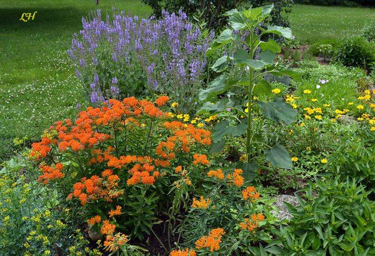 Ohio Zone Native Butterfly Garden Deer Resistant Ideas