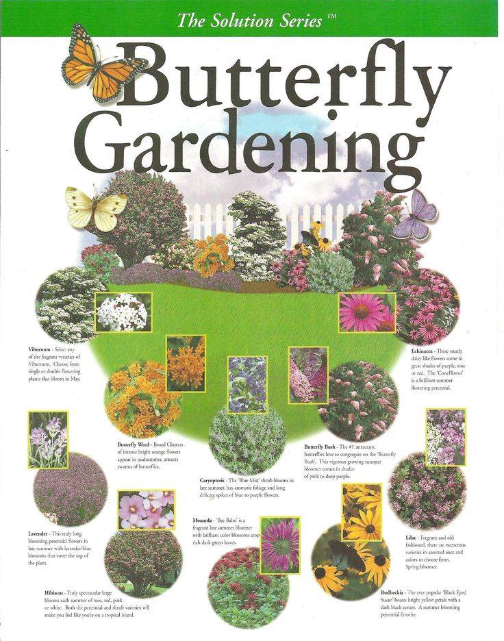 Pinterest Practical Butterfly