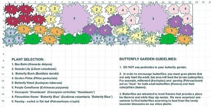 Zone Butterfly Garden Plants