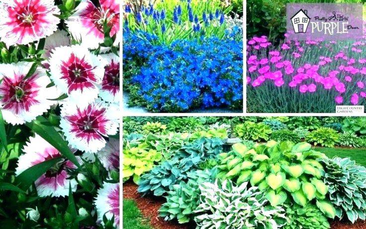 Google Search Shade Garden Design