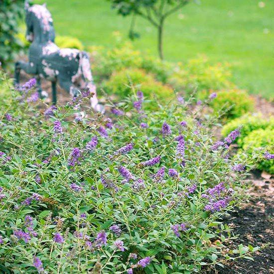 Butterfly Bush