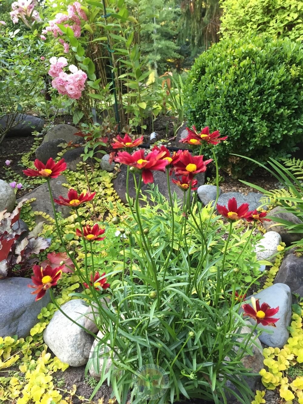 Butterfly Garden Plants Zone