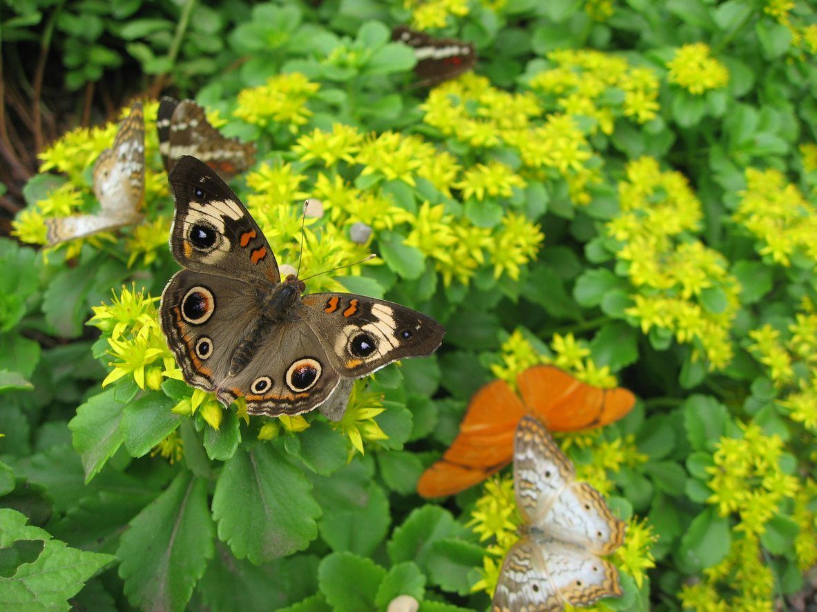 Butterfly Garden