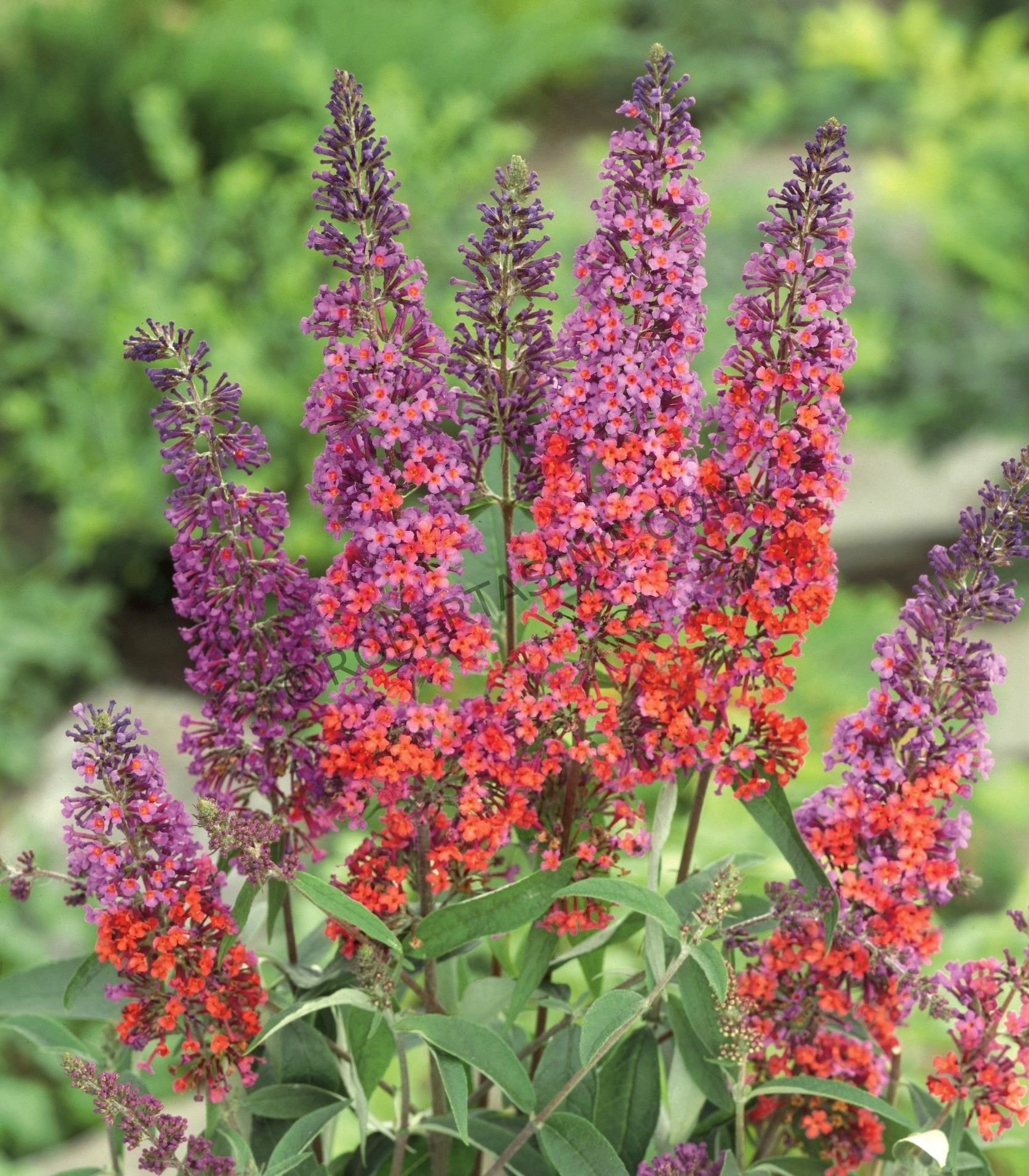 Shadeplantsperennialsforzonegardenplans Butterfly Bush Miss