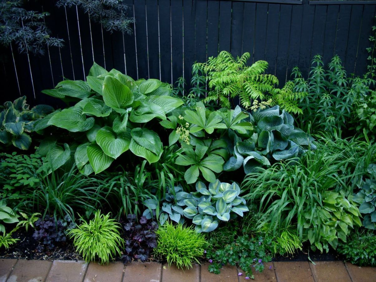 Pinterest Plants Shade Garden