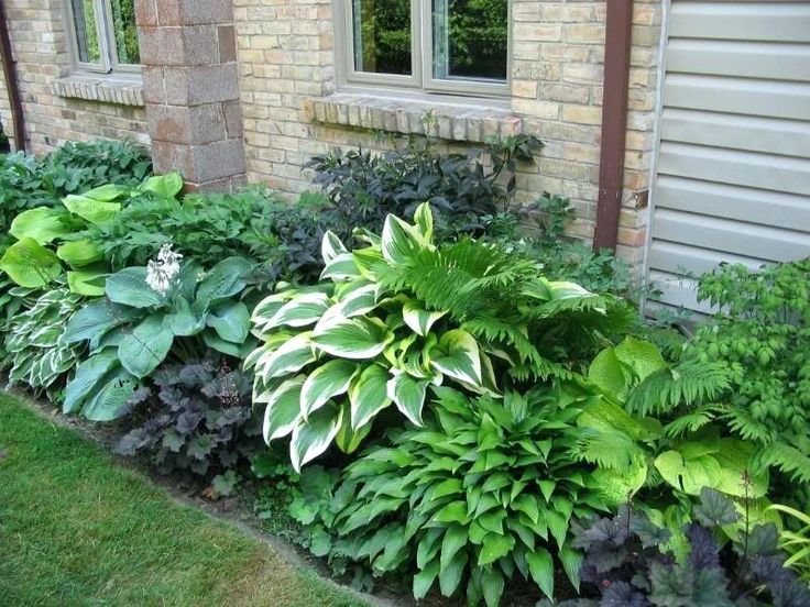 Hostas Hosta Gardens
