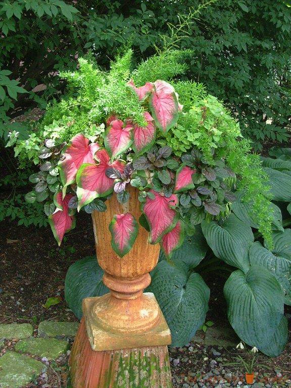 Create Perennial Flower Bed