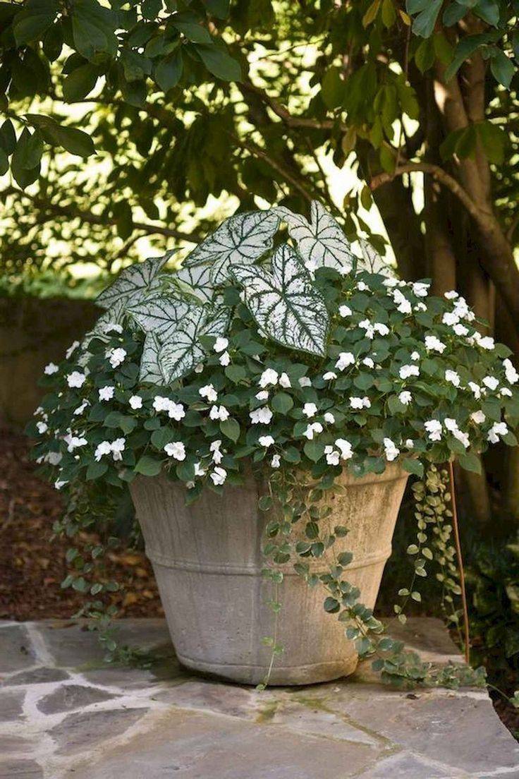 Flowering Shade Garden Ideas Lungwort Plant