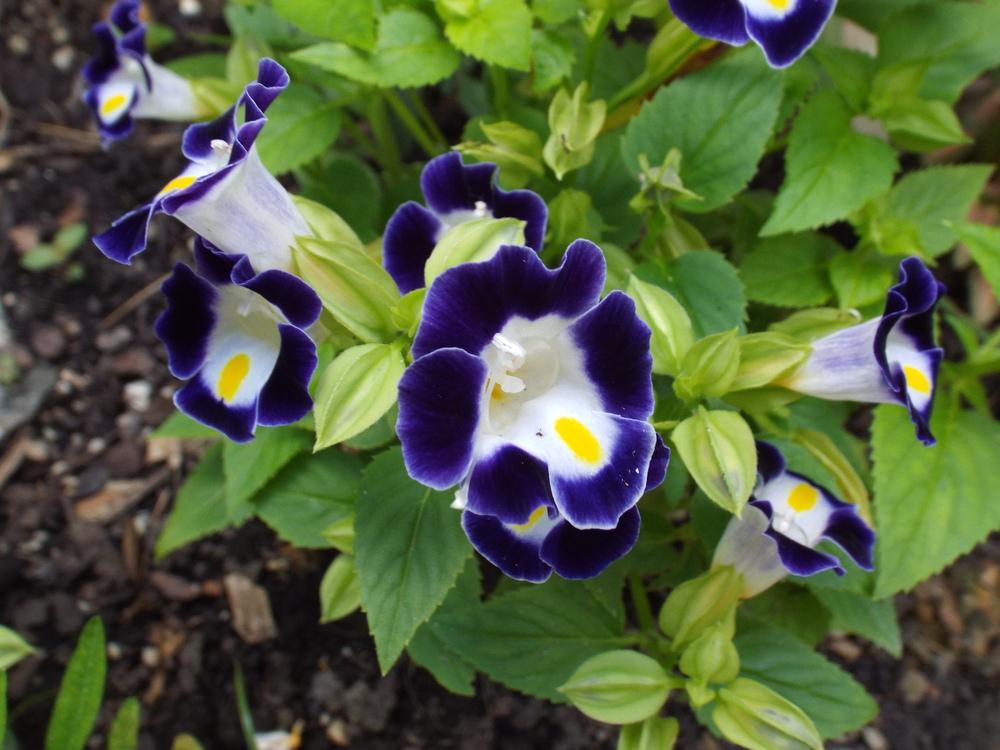 Those Landscape Gardening Courses