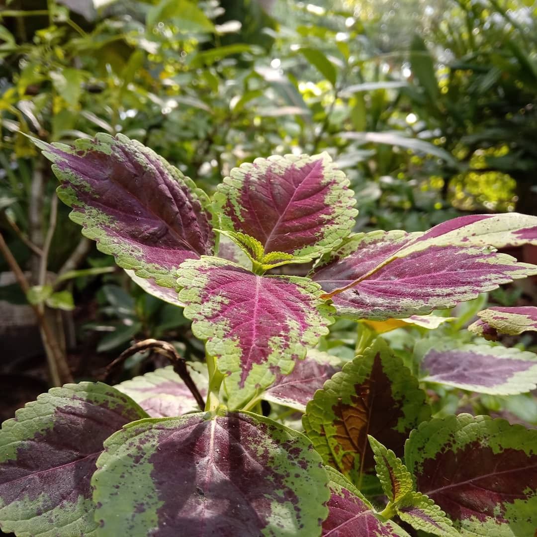 A Beautiful Spring Bloomer