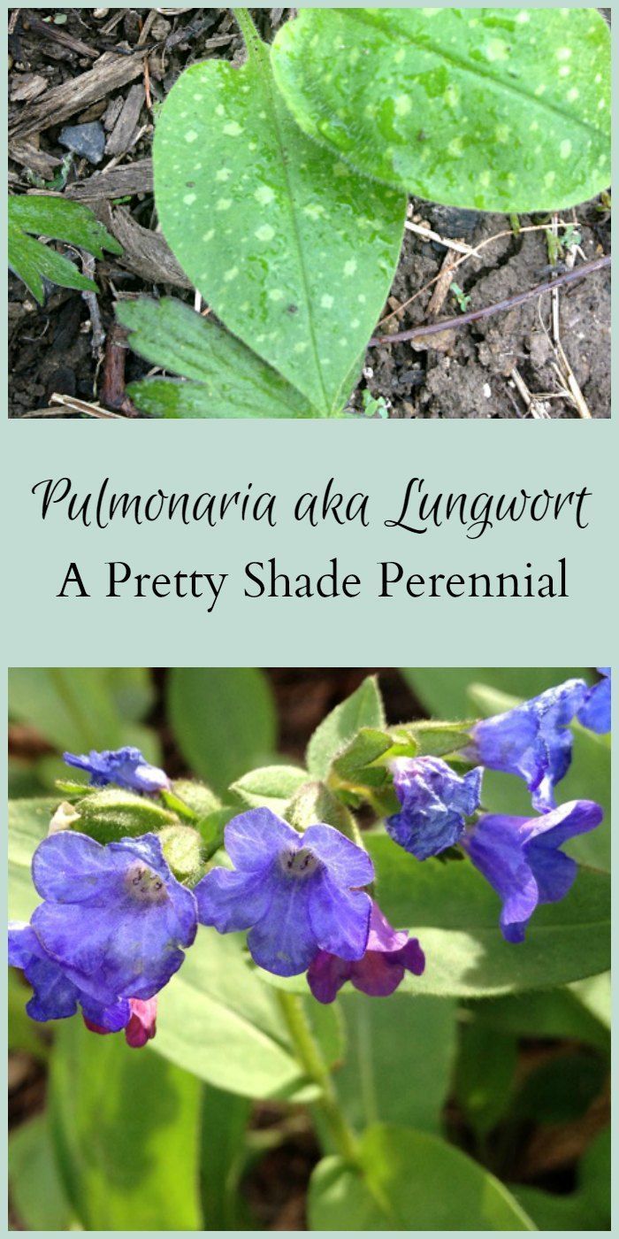 Shade Loving Plants Perennials Annuals Southern Living