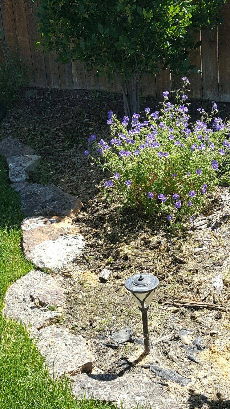My Garden