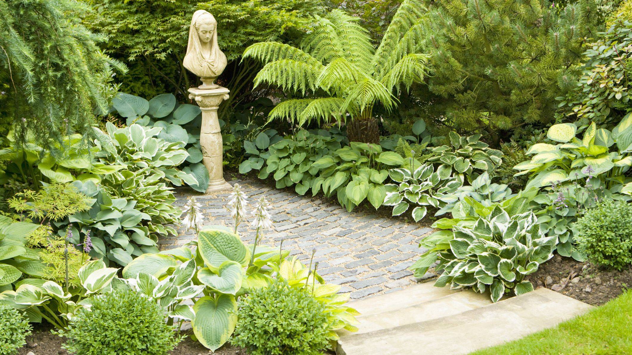Shade Garden Plants