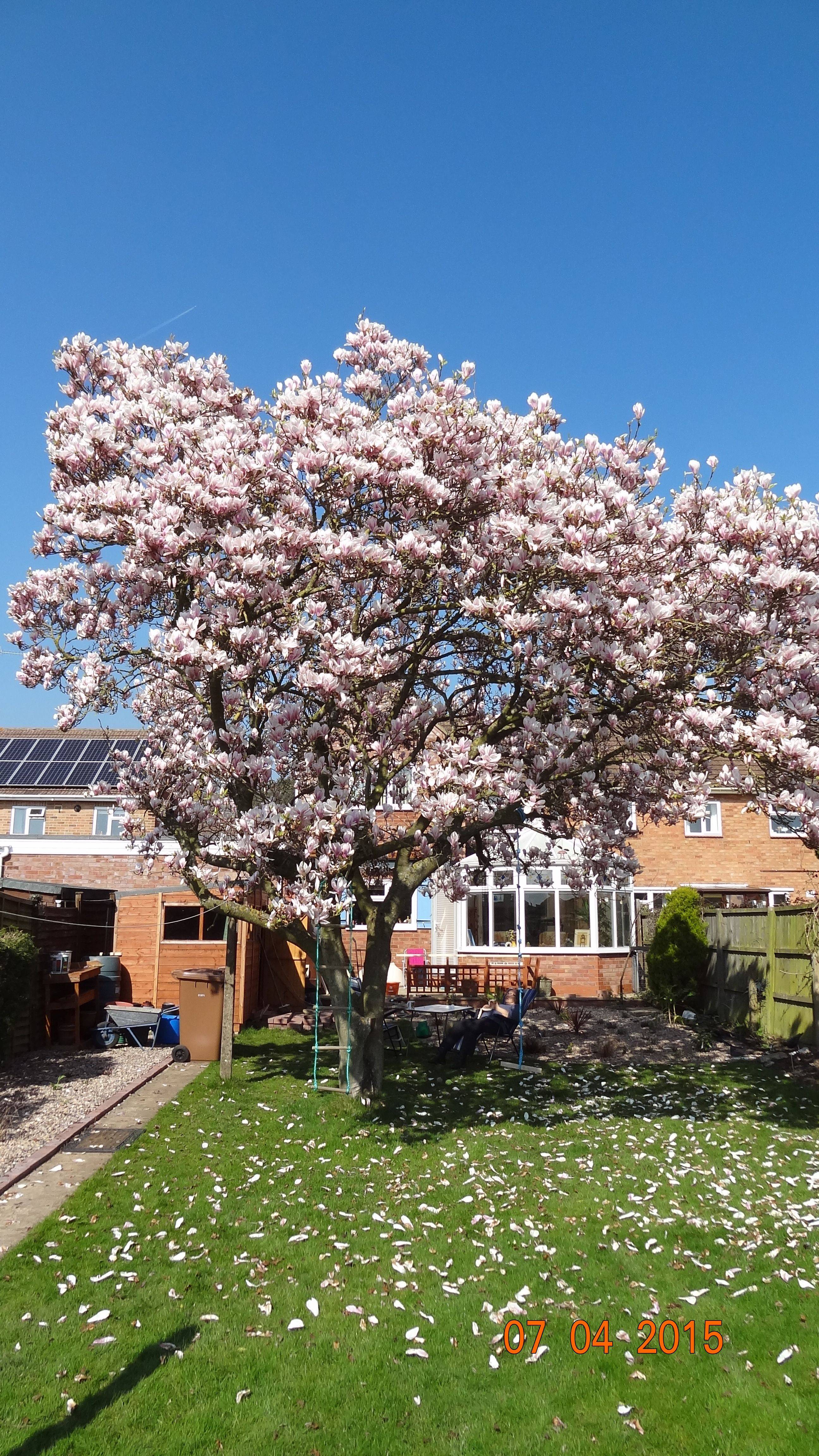 Magnolia Gardens Charleston Sc