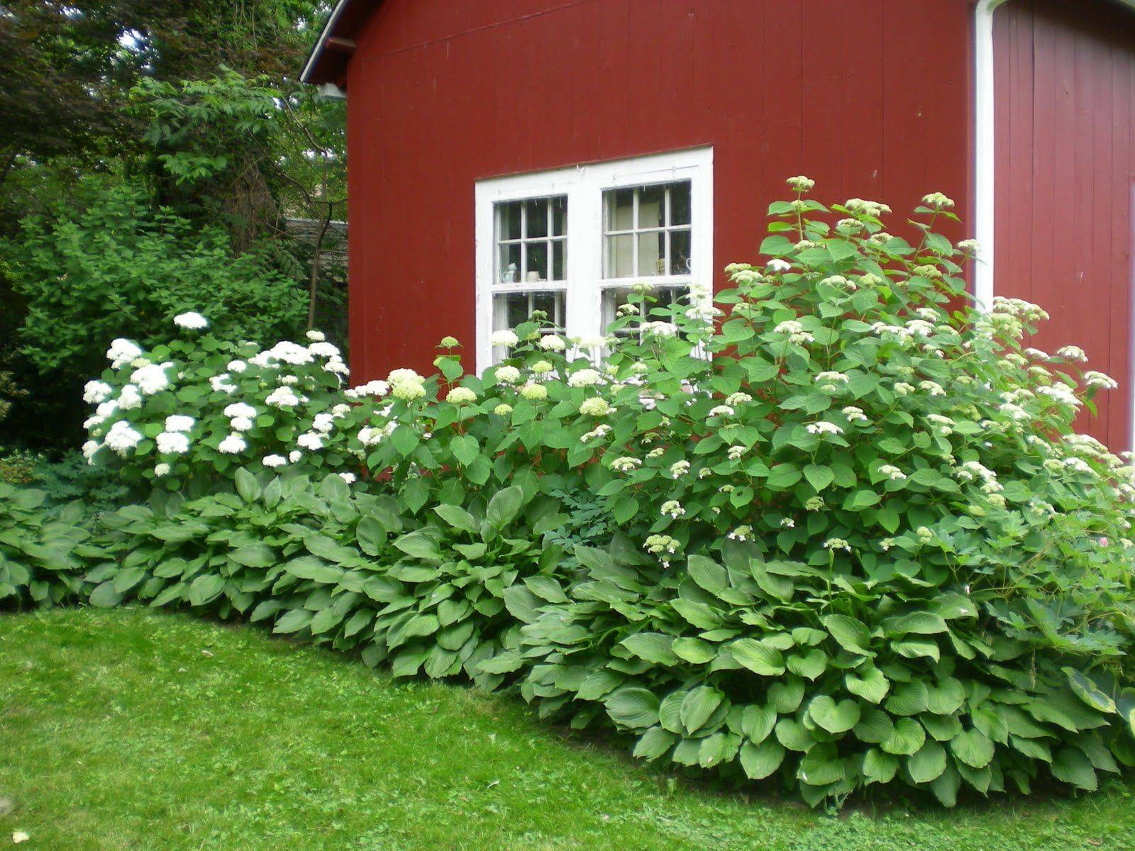 Hydrangea Side Yard