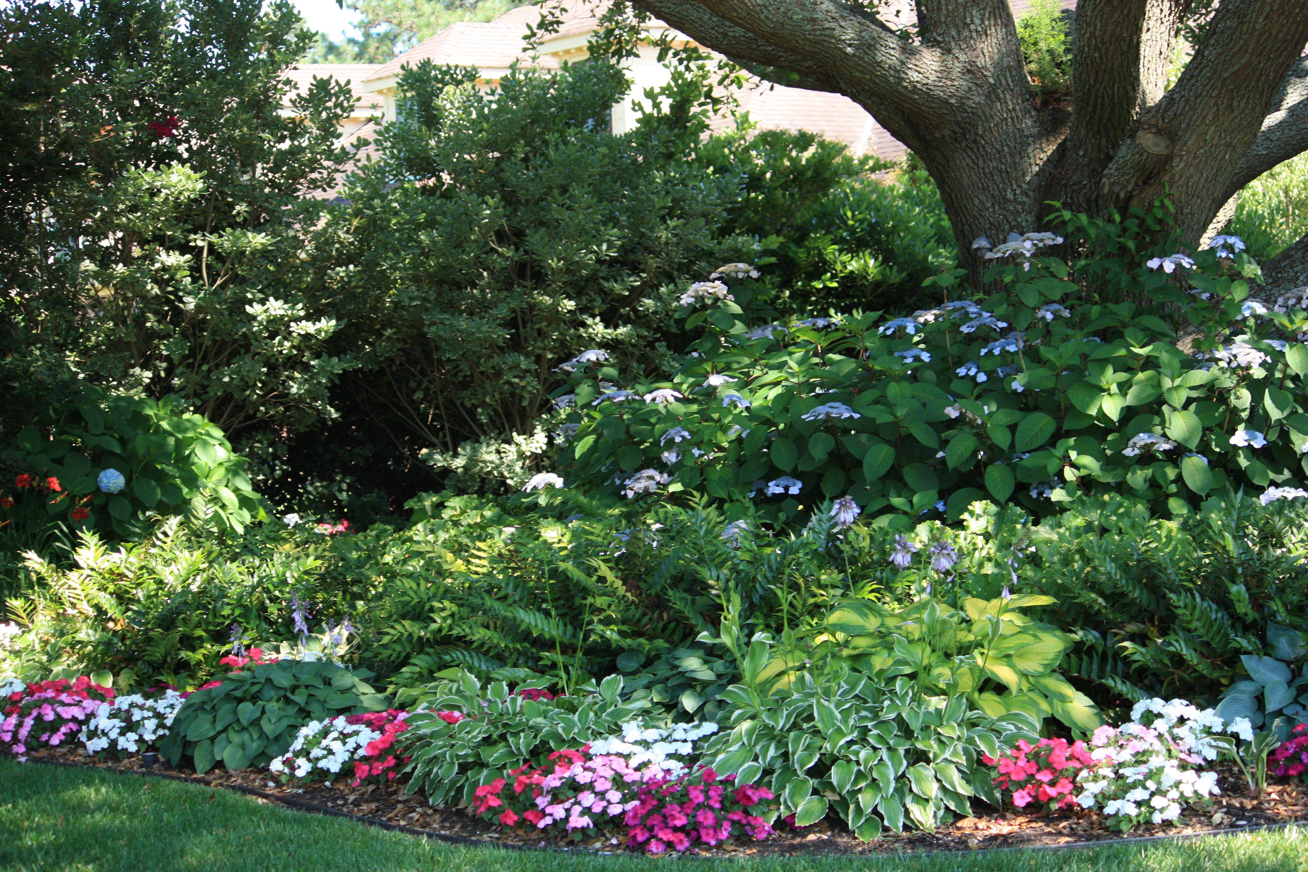 Hostas And Hydrangea Pink Elf Hostas