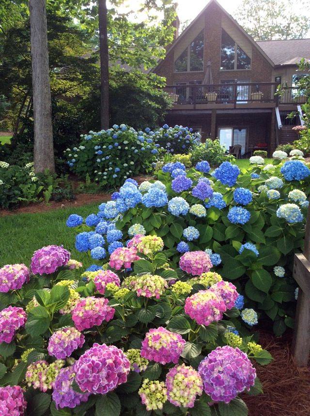 Hostas Impatience And Hydrangea Backyard Landscaping Designs