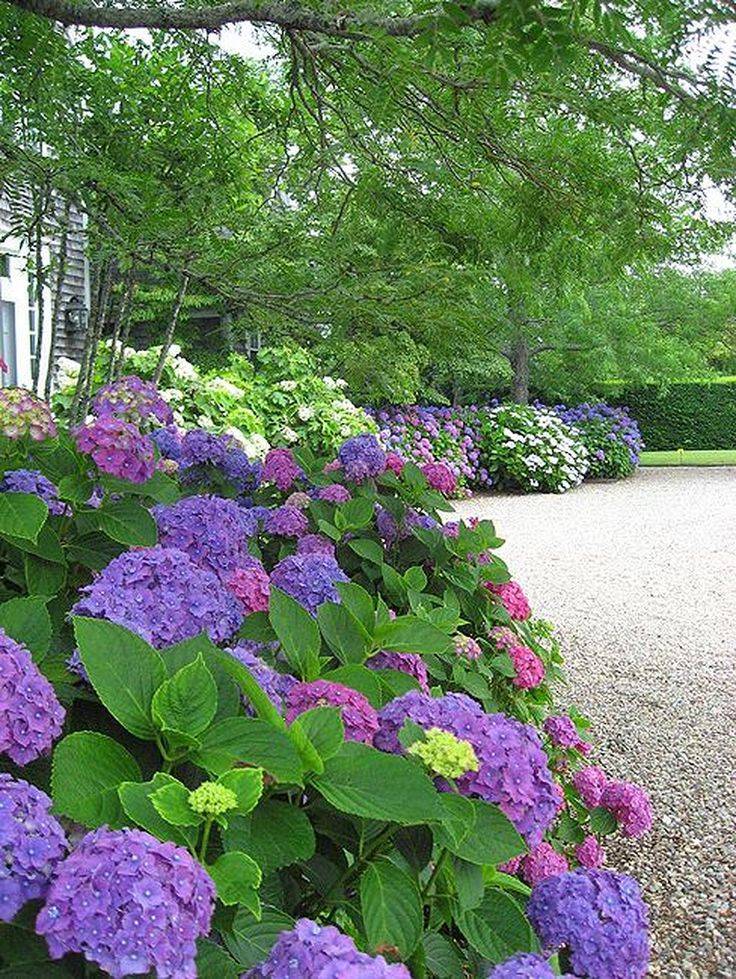 Hydrangea Side Yard