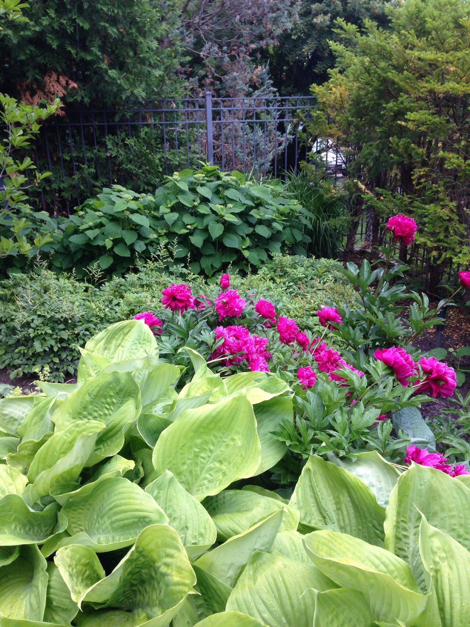 Shade Garden Ideas Hostas Photograph