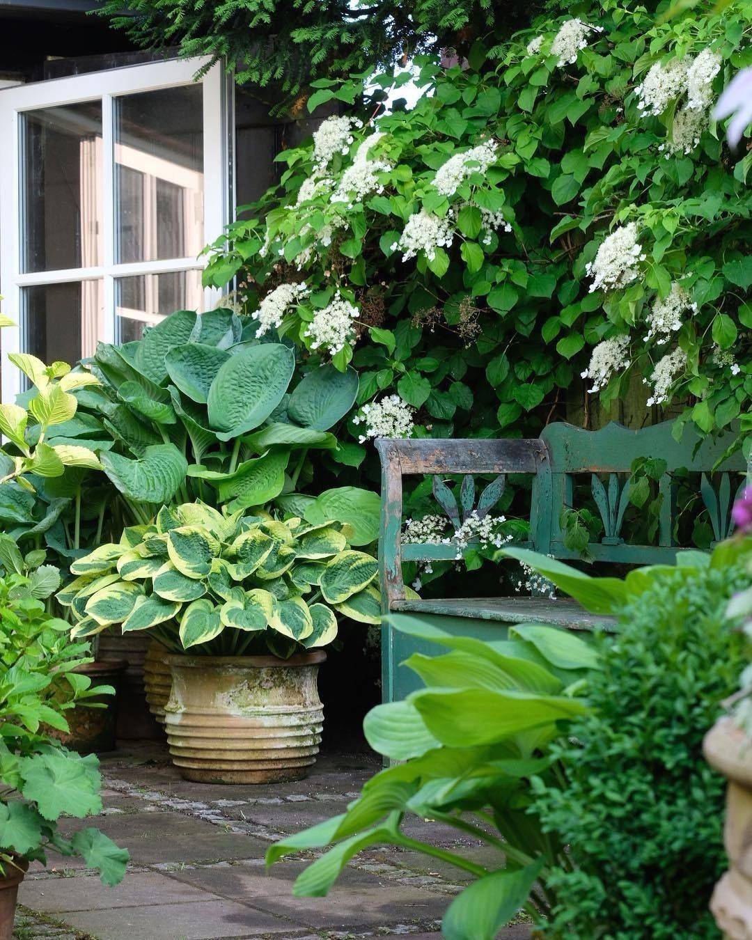 Hydrangea Side Yard
