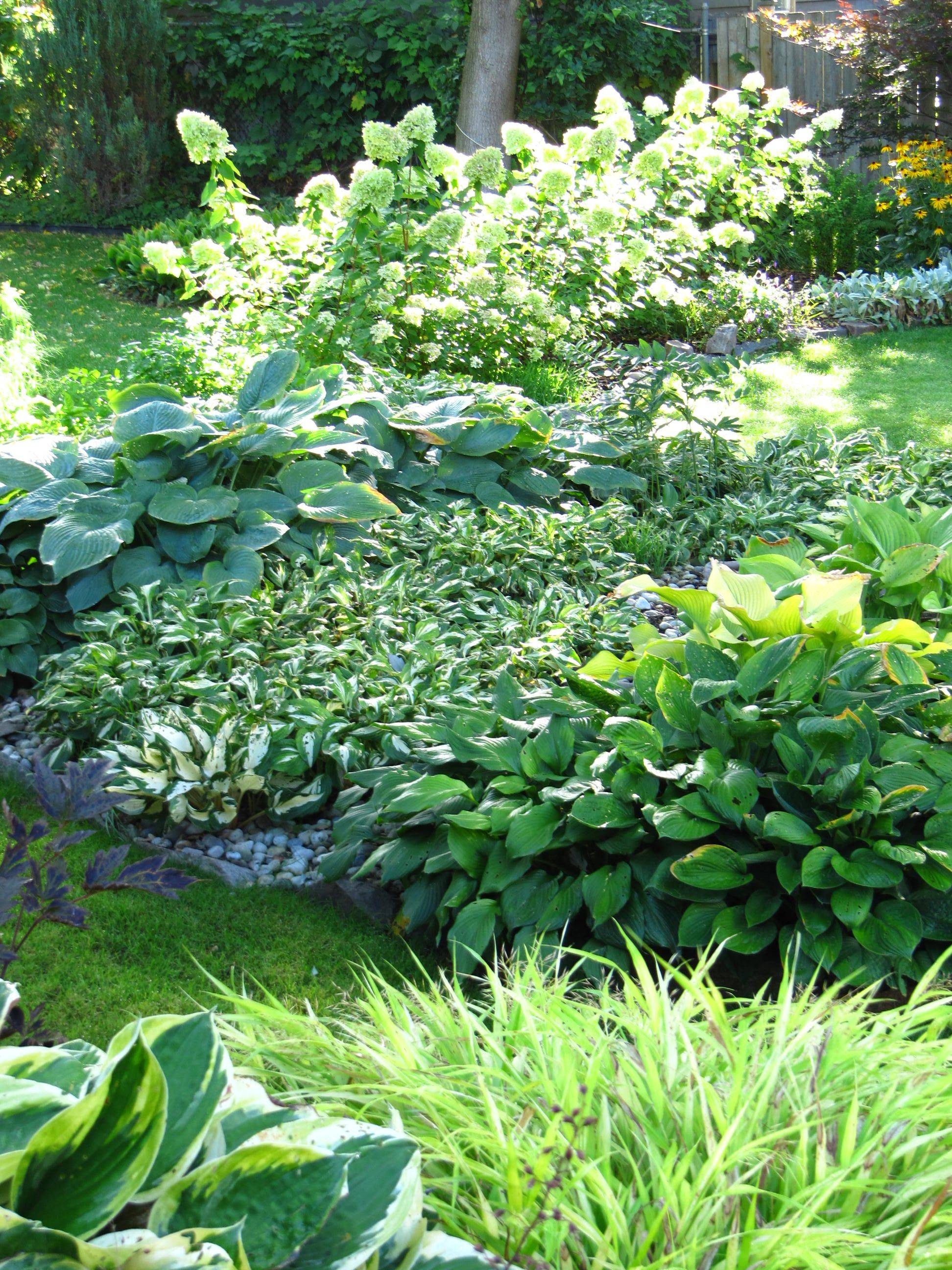 Hydrangea Side Yard