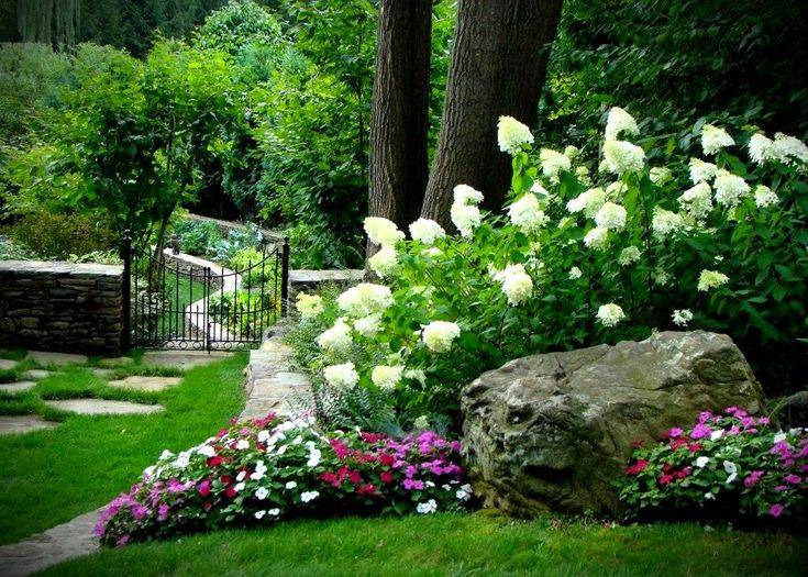 Daylilies Hydrangea Landscaping
