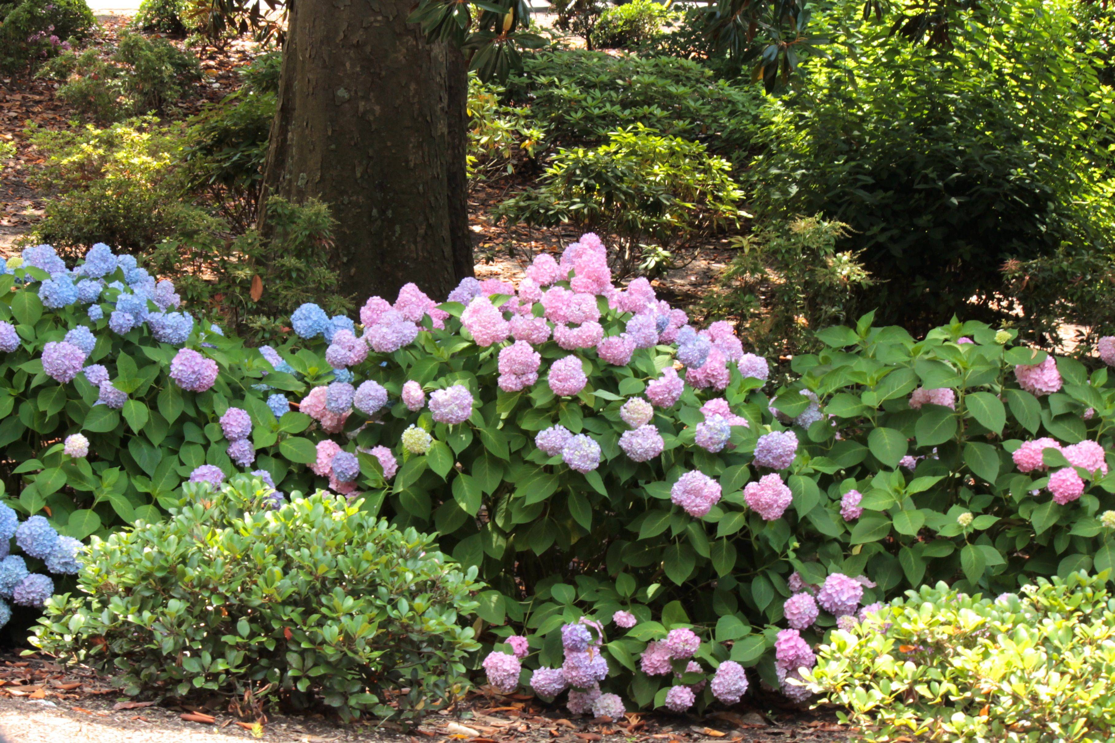Limelight Hydrangea Garden Limelight Hydrangeas
