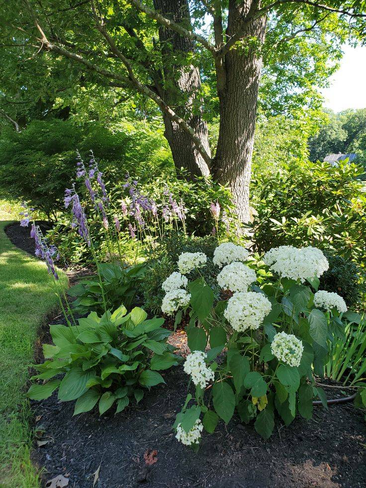 The Cottage Journal Hydrangeas