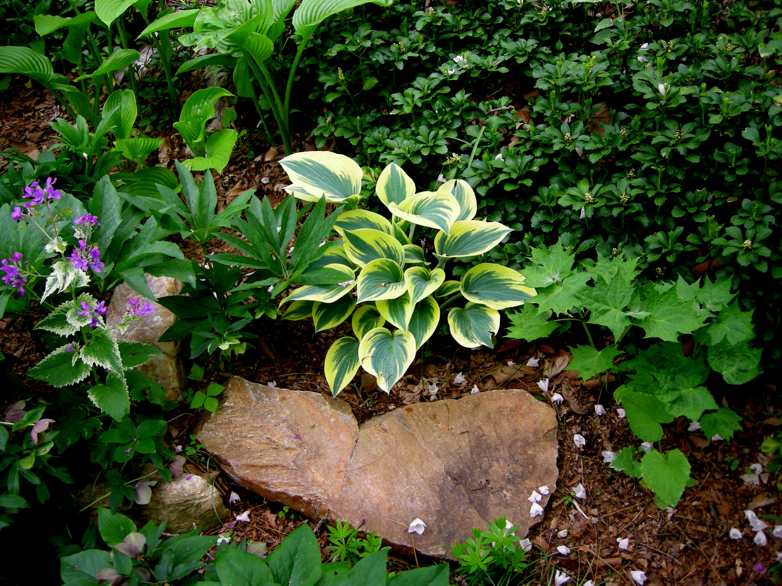 Green And White Garden Ideas