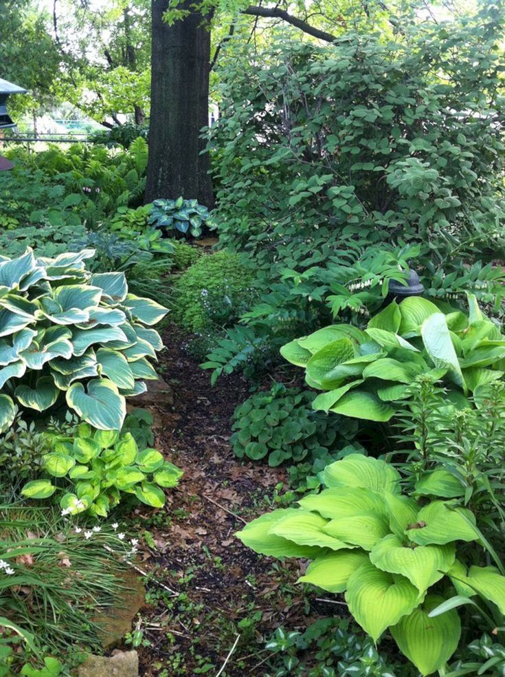 Hosta Garden Backyard Landscaping
