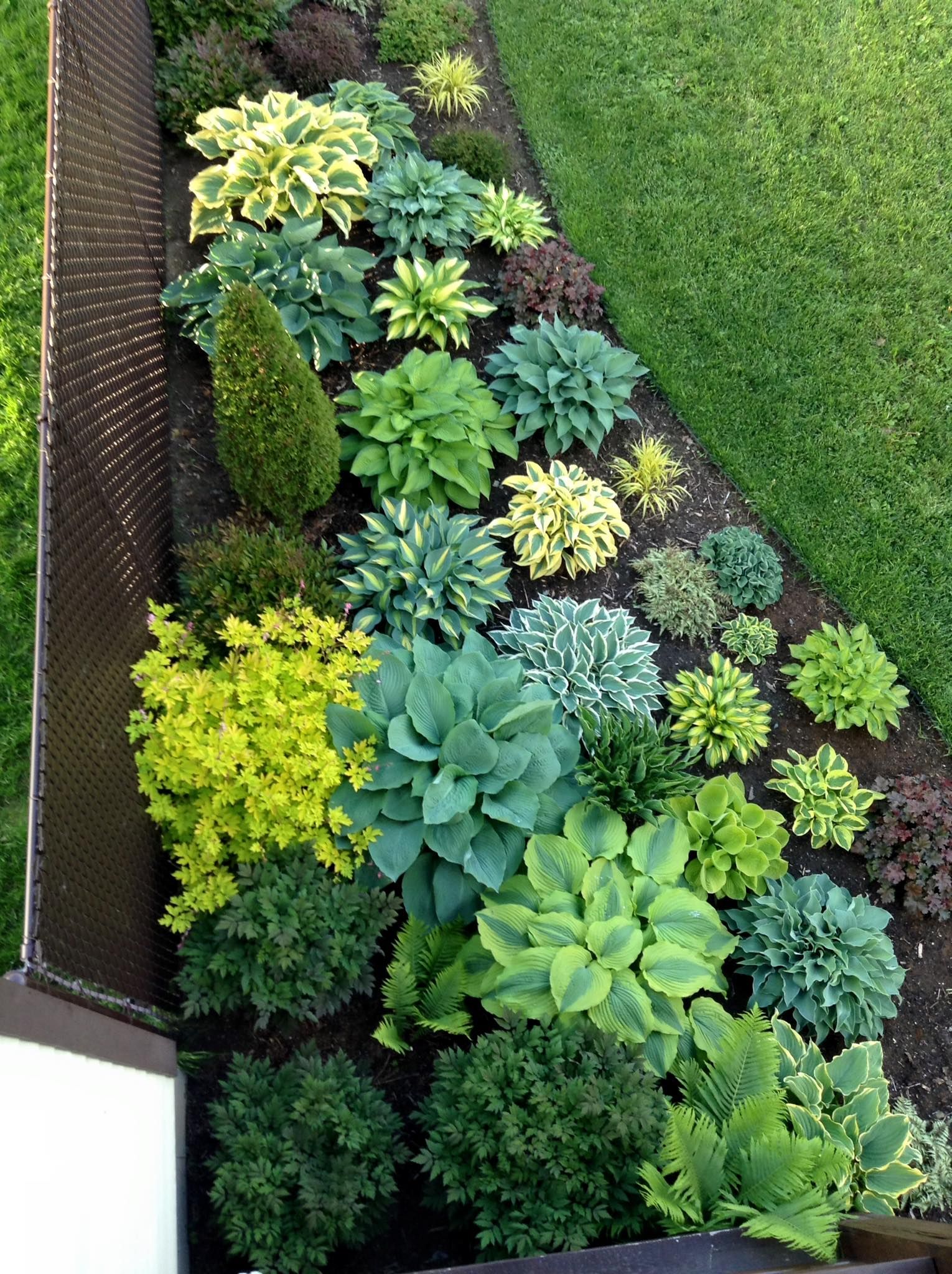 Hosta Garden Hosta Gardens