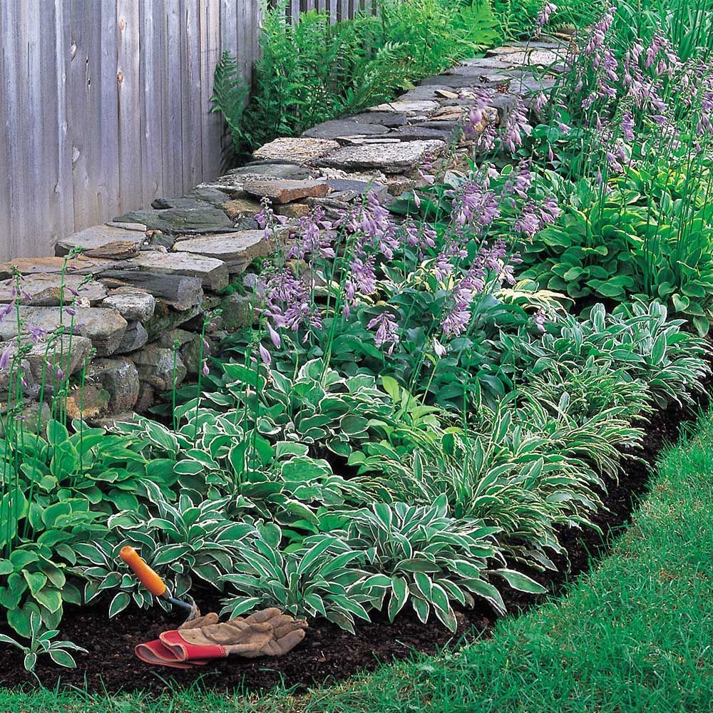 My Hosta Shade Garden