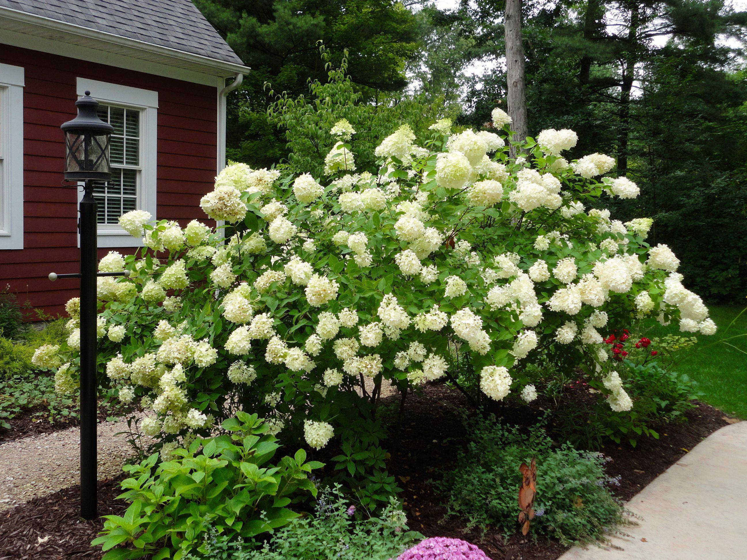 Dreamy Hydrangea Gardens
