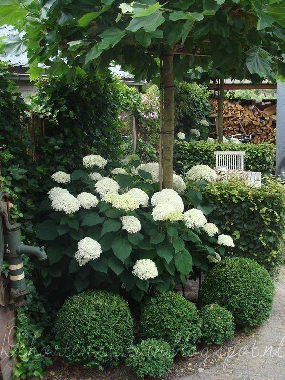 Most Beautiful Hydrangeas Landscaping Ideas