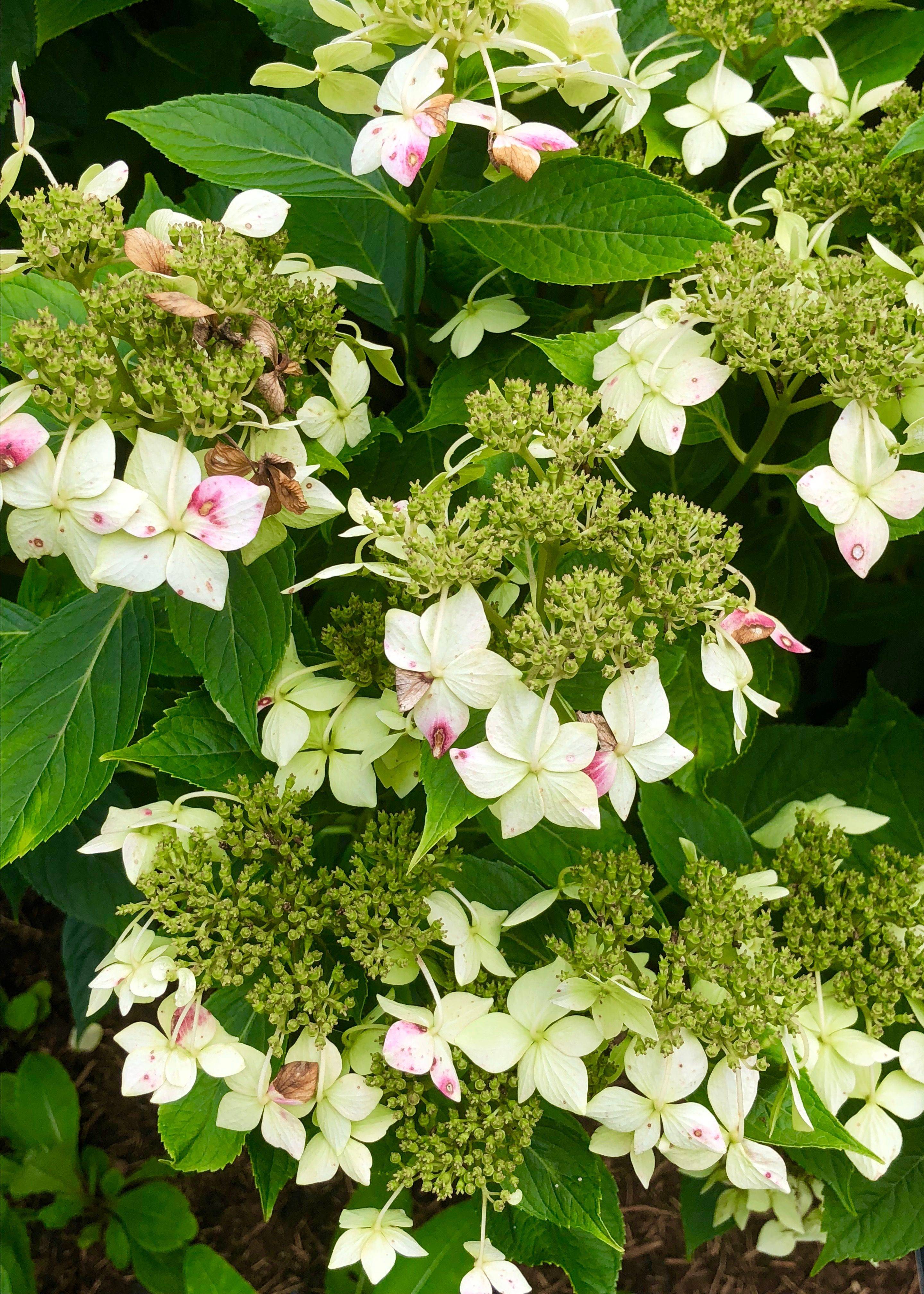 Most Beautiful Hydrangeas Landscaping Ideas