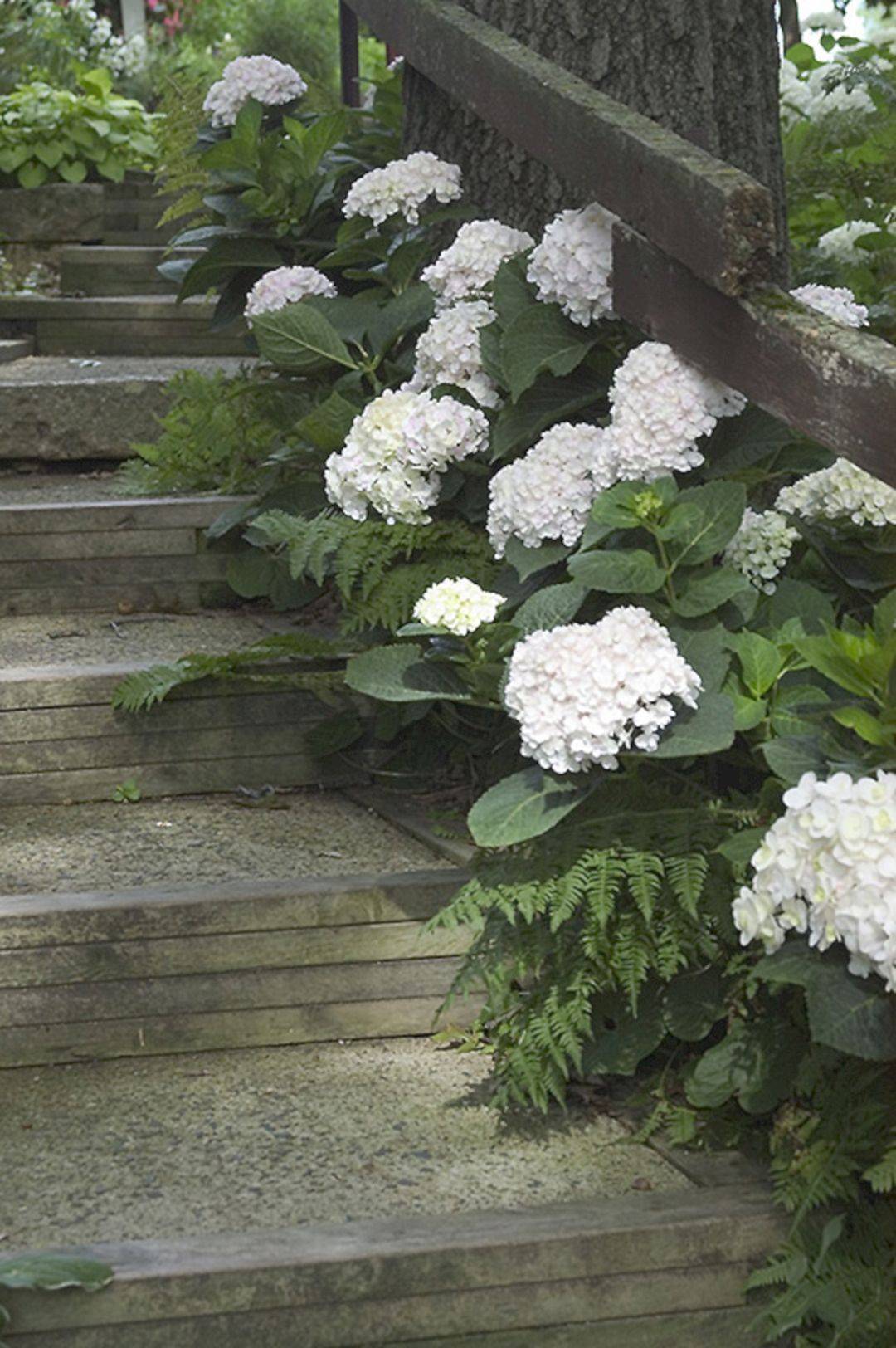 Garden Plant Hydrangea Garden Flower Creative Garden Ideas