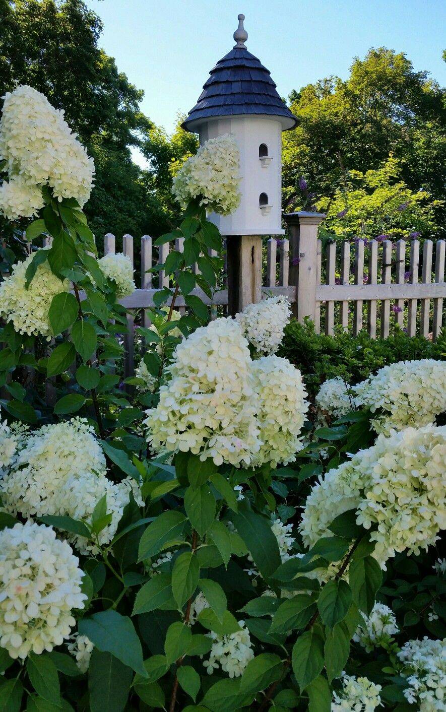 Hydrangea Landscape Ideas